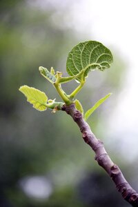 Spring leaves fig photo