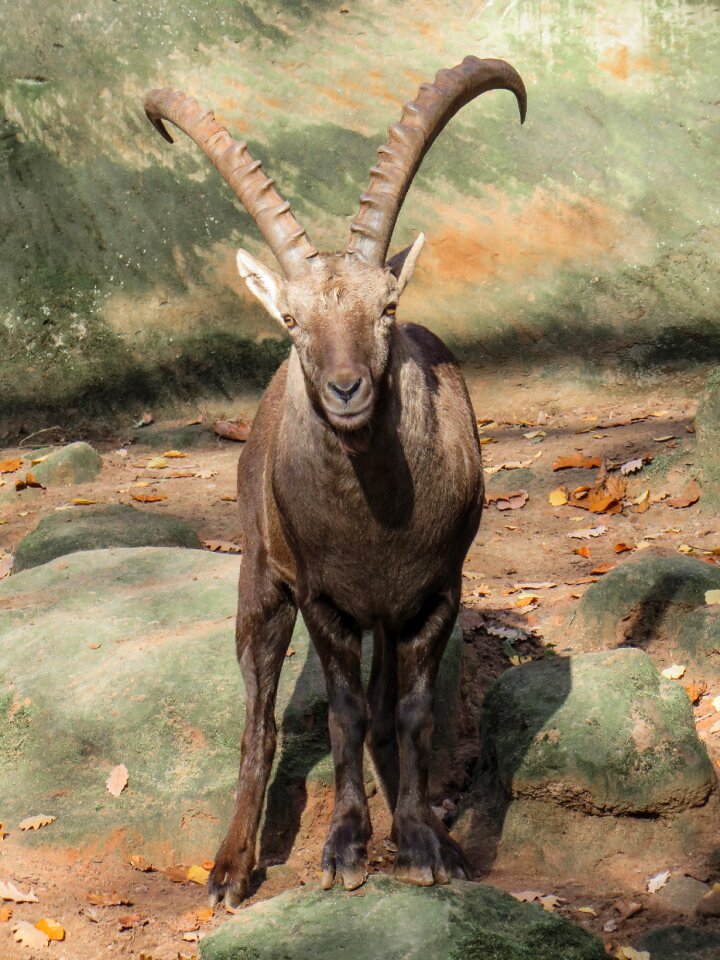 Alpine ibex horns alpine