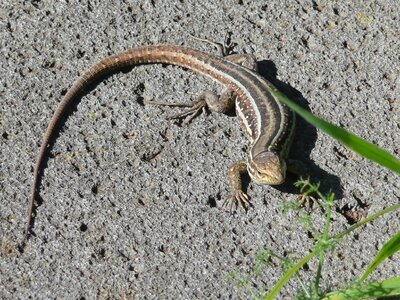 Reptile rock animals