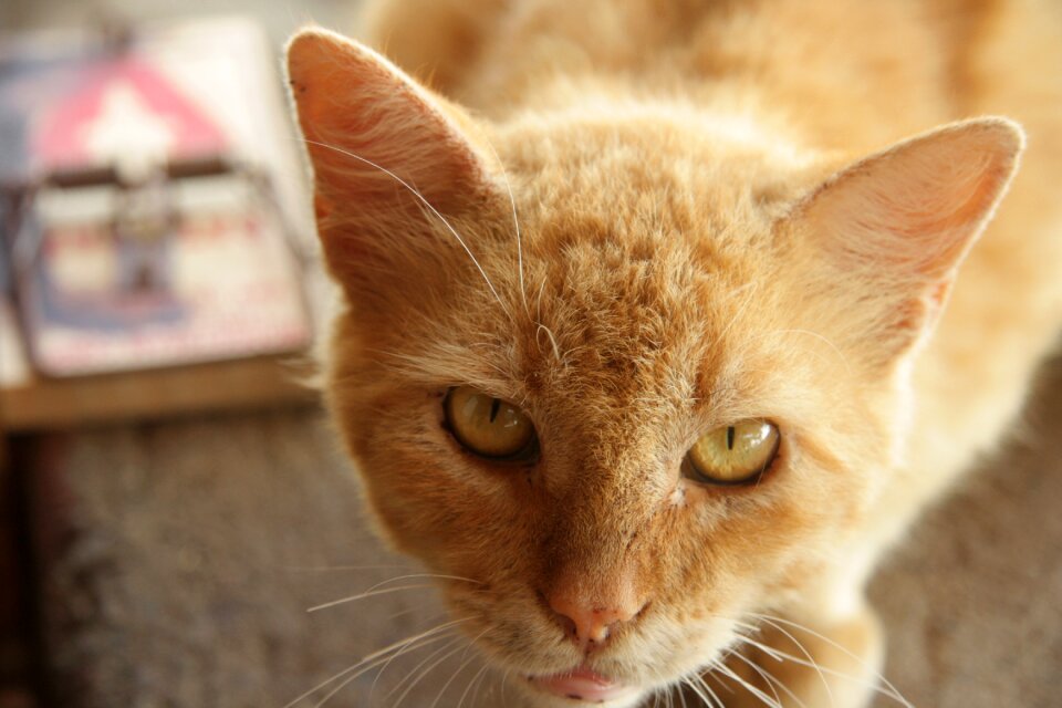 Cat mousetrap cat face
