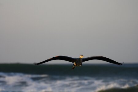 Heron sea flying