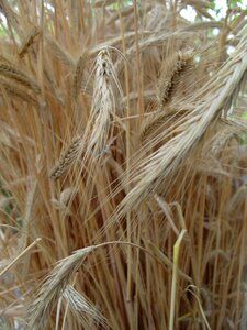 Field kolos cereals