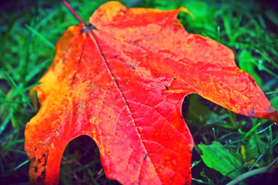 Red yellow nature