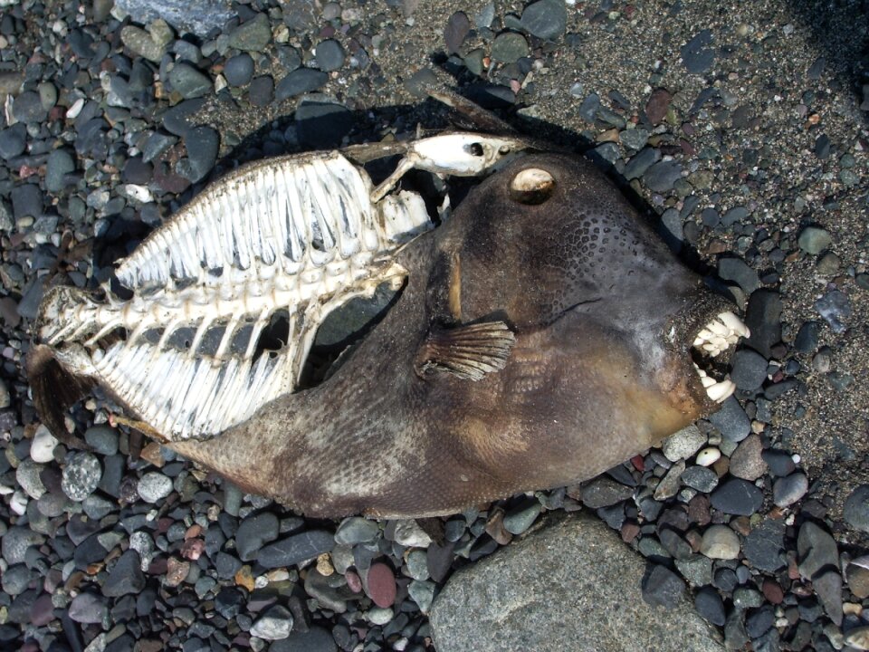 Skeleton dead fish piranha