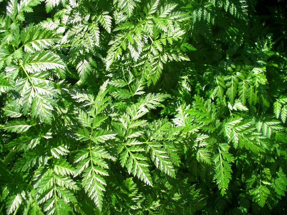 Nature foliage plant