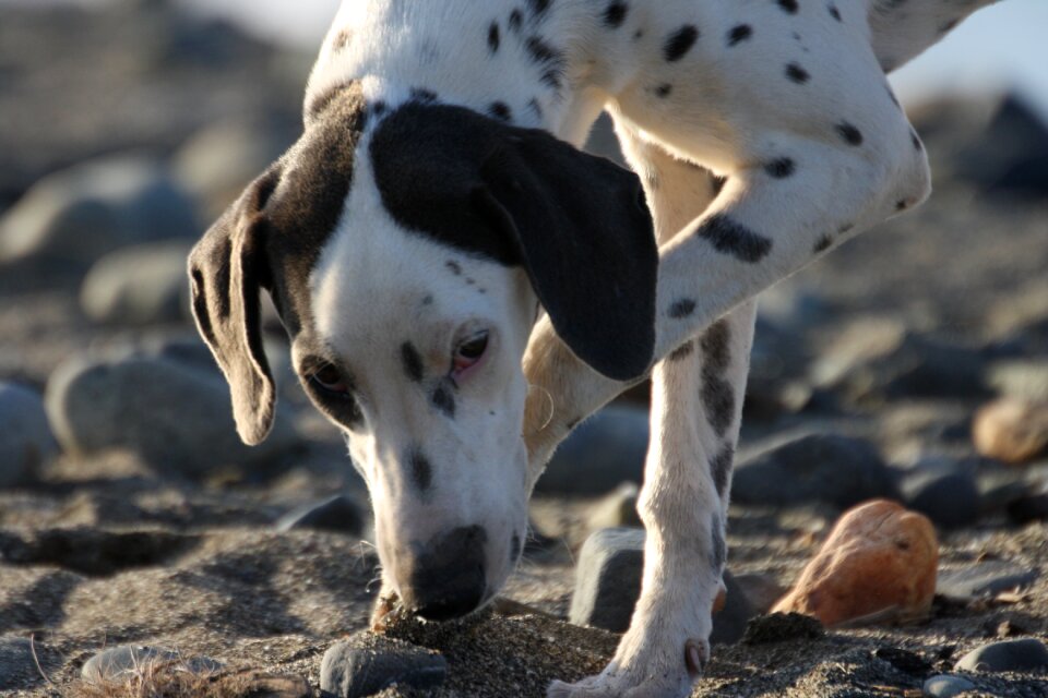 Dog dalmatian inquisitive