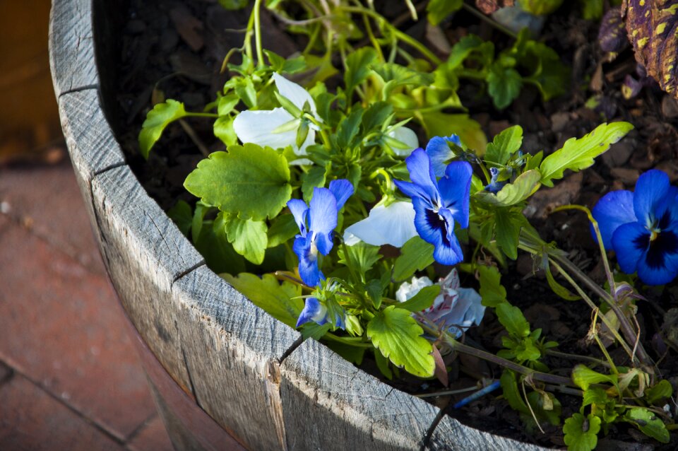Gardening floral barrel