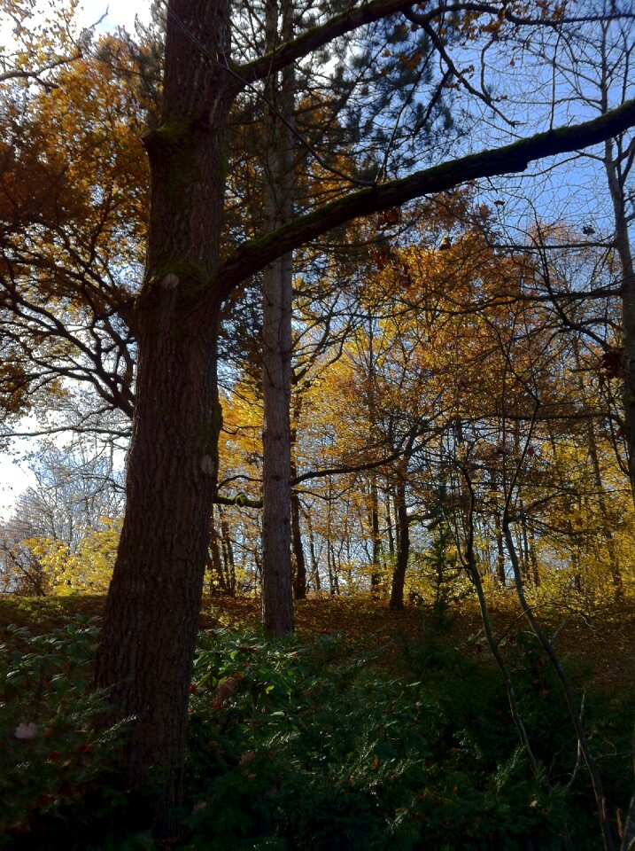 November autumn colorful