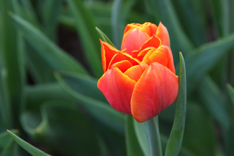 Color colorful dutch