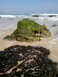 Ocean moss coast photo