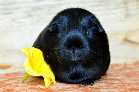 Rodent animal pet