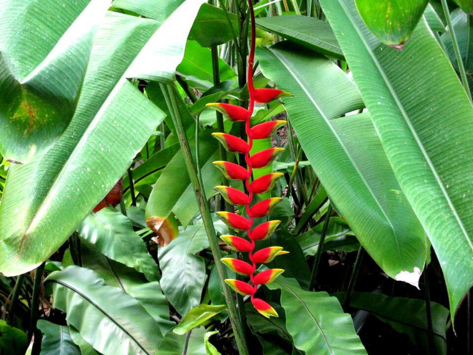 Tropical natural colorful