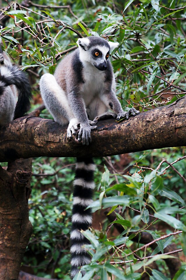 Cute moe madagascar