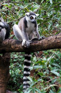 Cute moe madagascar