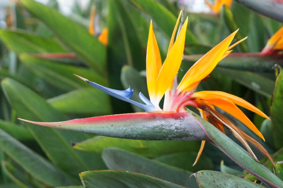 Plant nature blossom