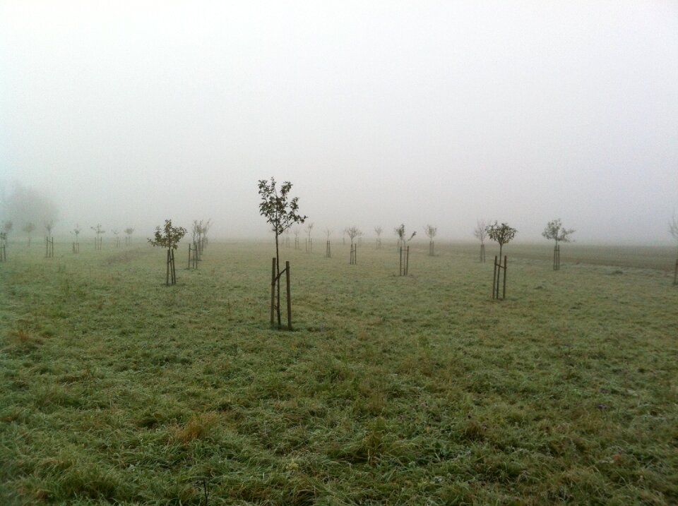 Plant trees germany