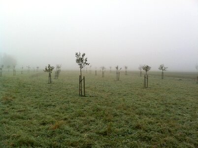 Plant trees germany photo