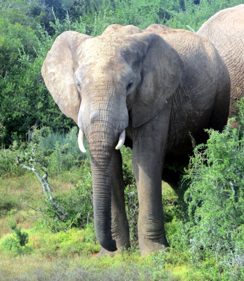 Nature safari big