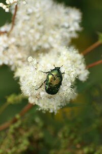 Insect mountain flower alps