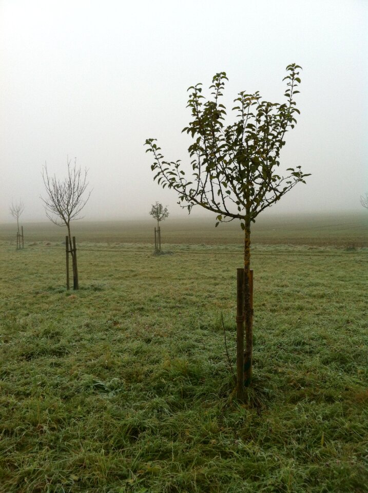 Plant trees germany