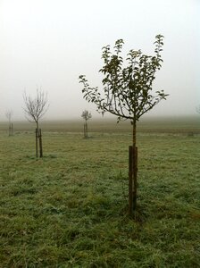 Plant trees germany