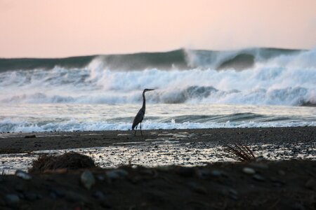 Ocean heron nature