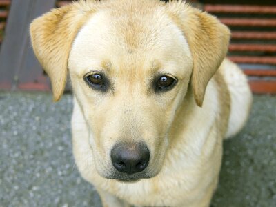 Labrador dog pets photo