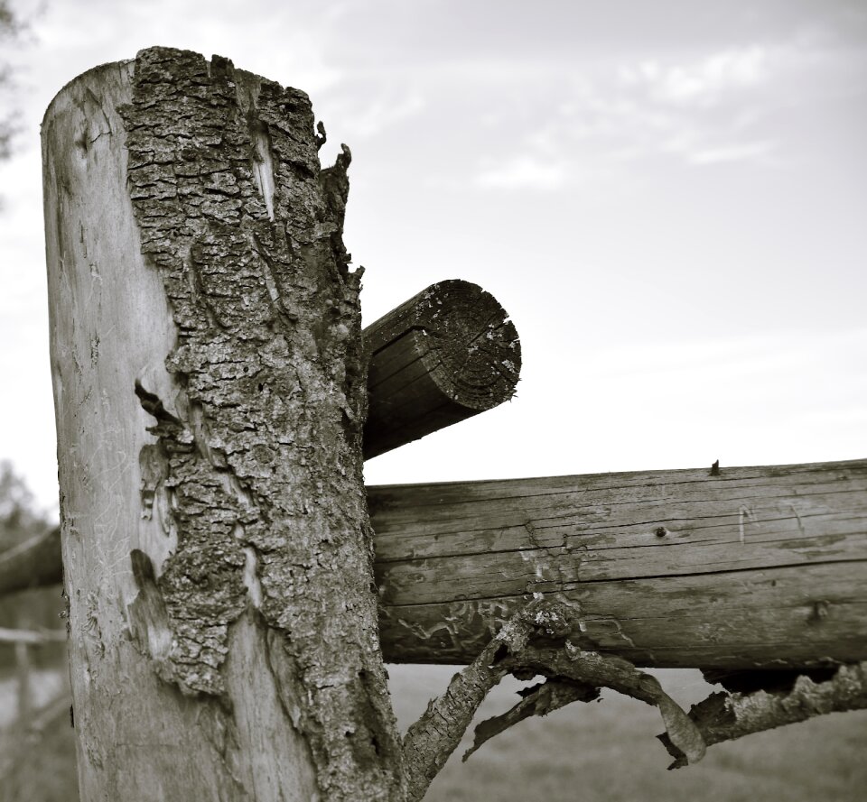 Bark tree tree bark