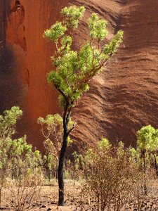Outback steppe uluru photo