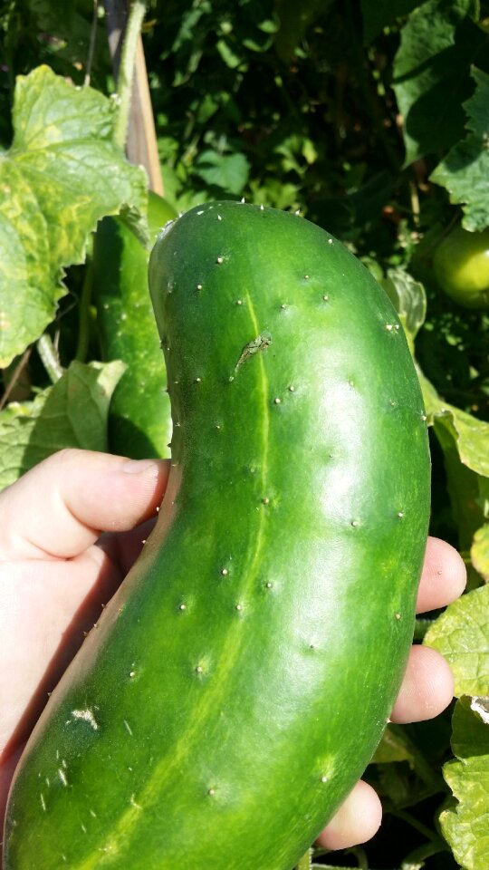 Green hand mature