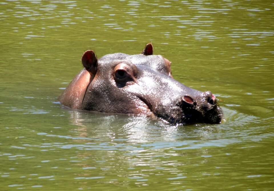 Mammal wildlife river