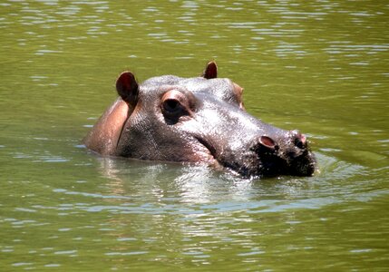 Mammal wildlife river