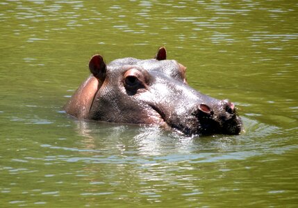 Mammal wildlife river photo