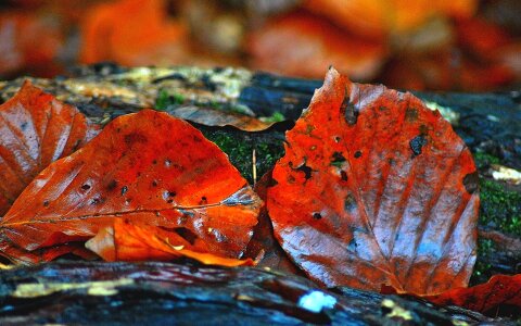 Autumn red