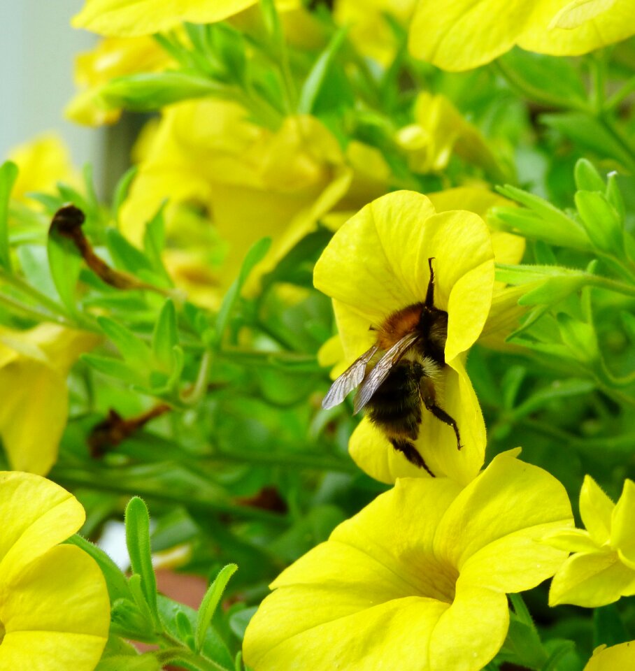 Nature flower yellow