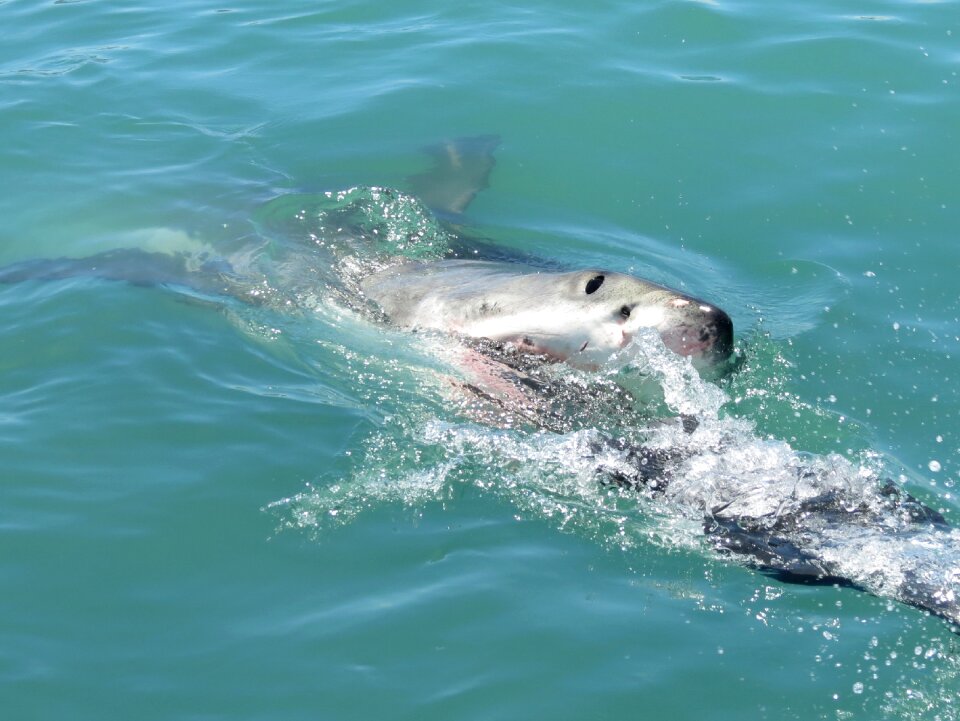 Africa nature ocean