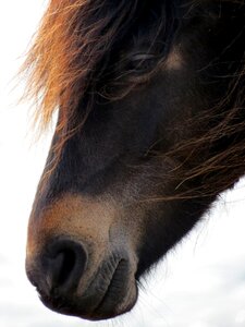 Animal mature countryside