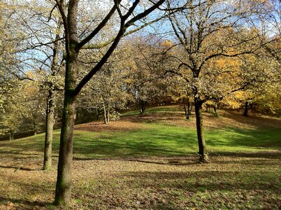Slope leaves autumn mood