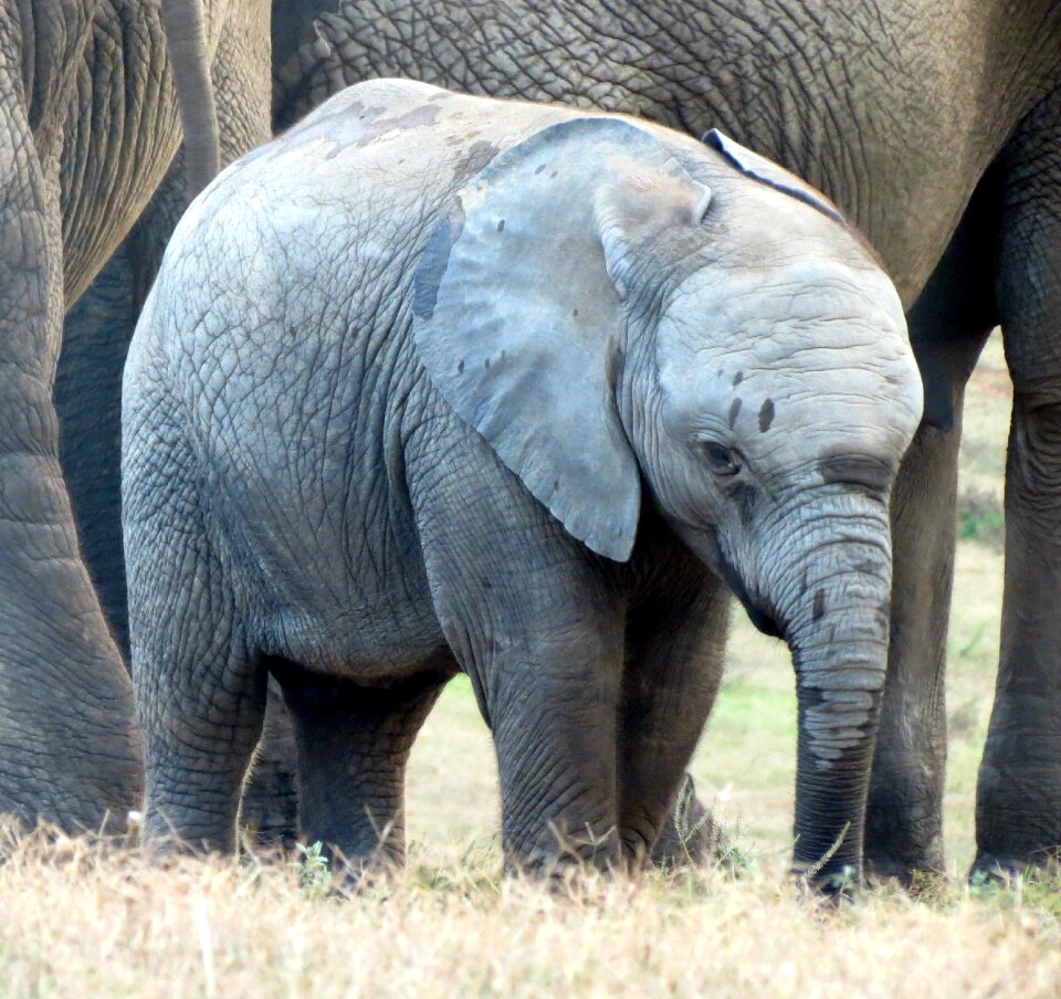 Wildlife south africa africa