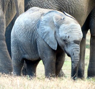 Wildlife south africa africa
