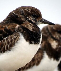 Beak animal