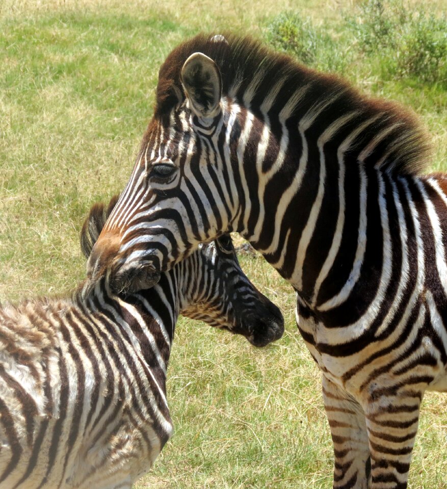 South africa nature