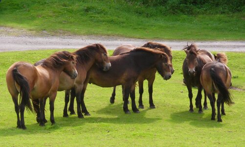 Animal group freedom