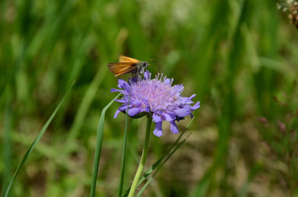 Summer nature spring