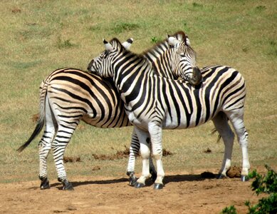 South africa nature