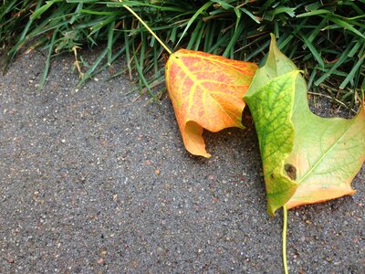 Season orange nature