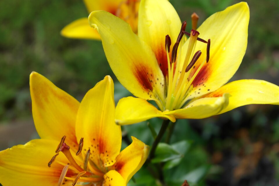Lily blossom nature