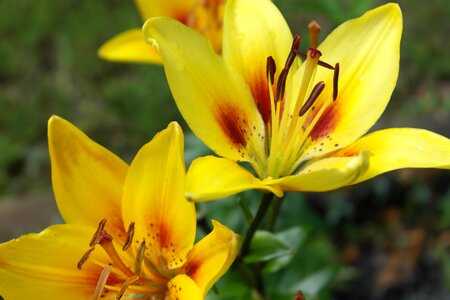 Lily blossom nature