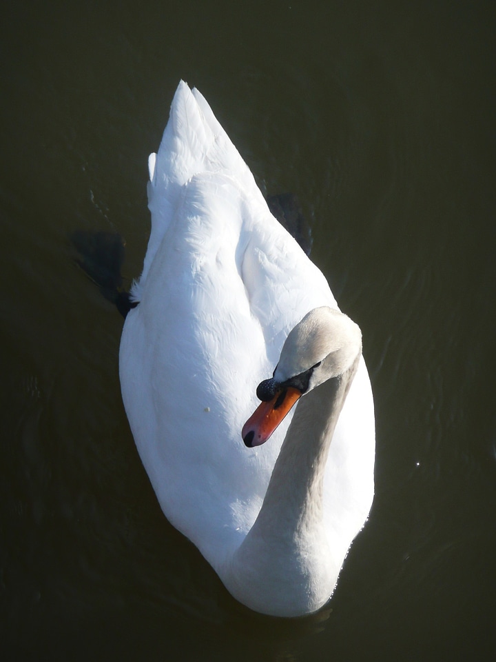 Fauna white water bird