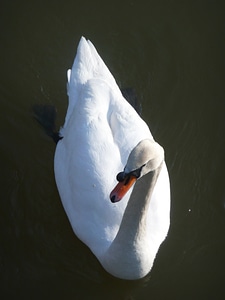 Fauna white water bird